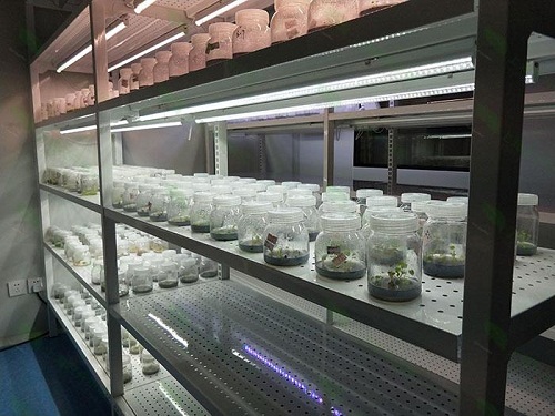 茂名植物组织培养实验室设计建设方案